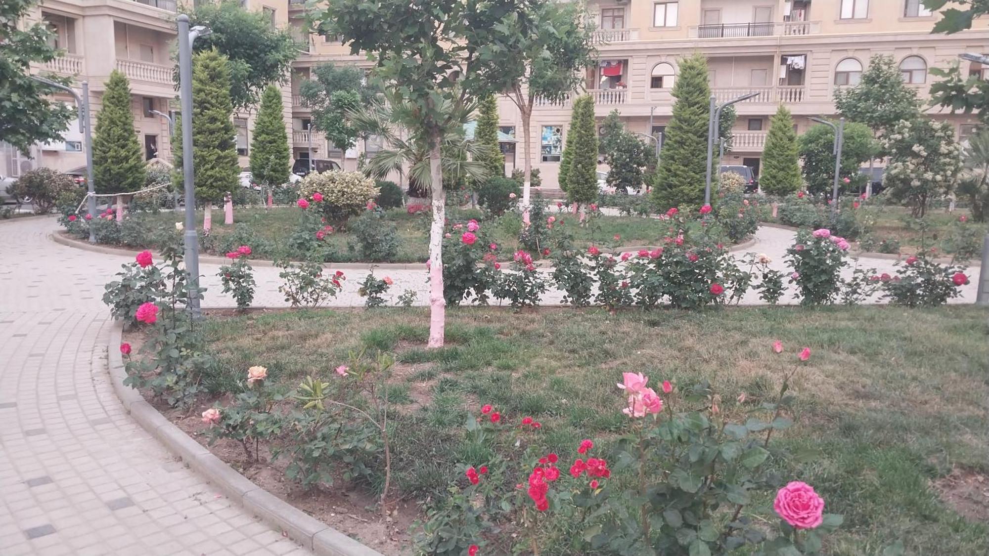 Banu House *